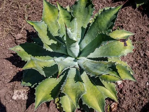 Agave Stock Photos