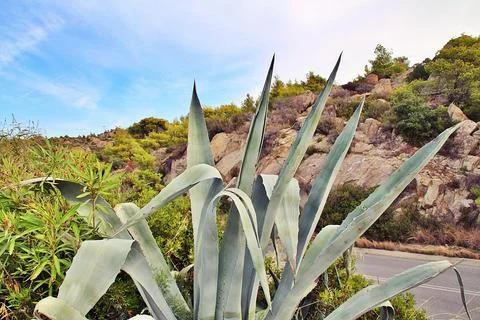 Agave Stock Photos