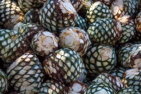 Agave piles in distillery waiting for processing, Tequila, Jalisco, Mexico. H Stock Photos