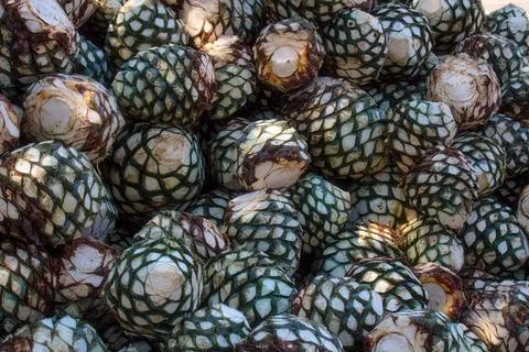 Agave piles in distillery waiting for processing, Tequila, Jalisco, Mexico. H Stock Photos