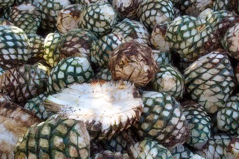Agave piles in distillery waiting for processing, Tequila, Jalisco, Mexico. H Foto stock