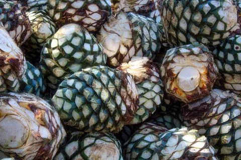 Agave piles in distillery waiting for processing, Tequila, Jalisco, Mexico. H Stock Photos