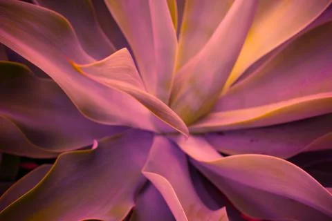 Agave In Pink Stock Photos