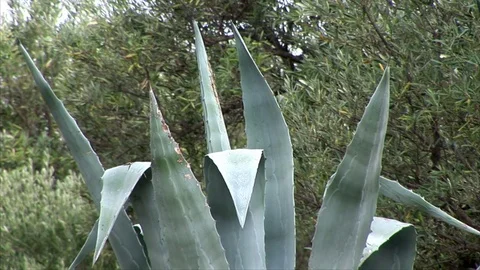 Agave plant - close up Stock Footage 84626485