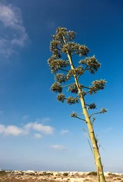 Agave plant. Stock Photos
