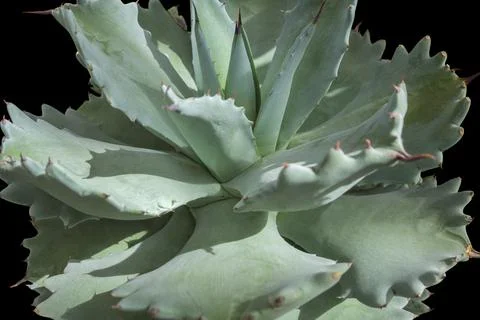 Agave plant Stock Photos
