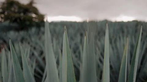 Agave plant tips close up Stock Footage 339843163