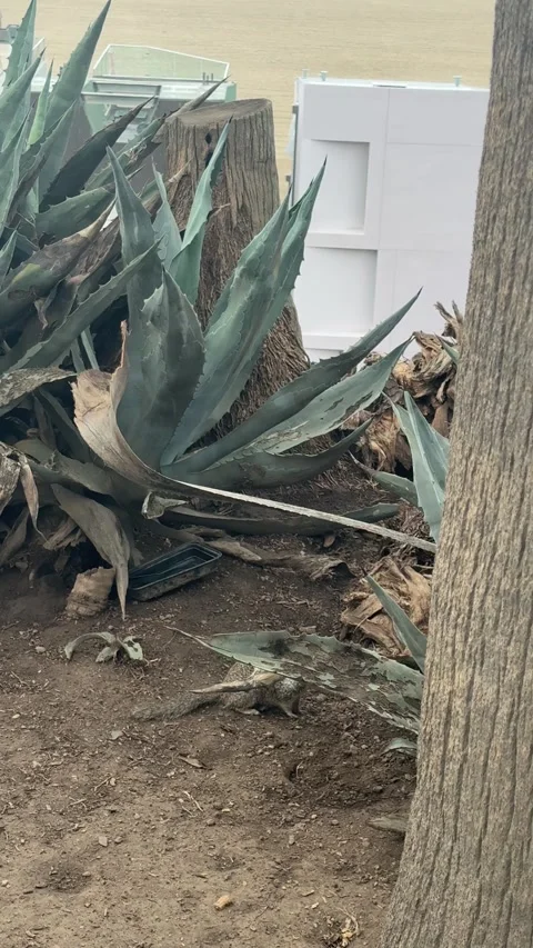 Agave plants and a palm stump on a coastal bluff in Santa Monica Stock Footage 345266274