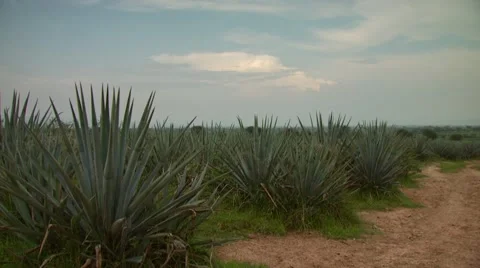 Agave plants in field Stock-Footage 55306225
