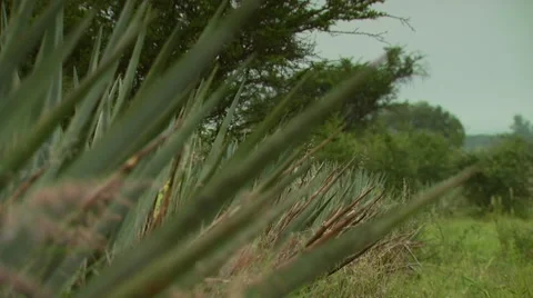 Agave plants in field Stock Footage 55306229