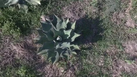 Agave Plants in Field Stock Footage 74931509
