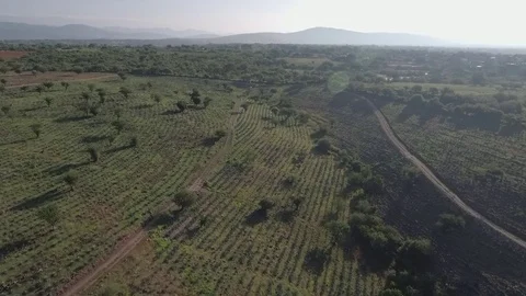 Agave Plants in Field Stock Footage 74931574