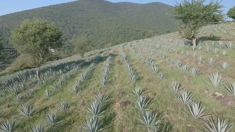 Agave Plants in Field Vidéo 74931640