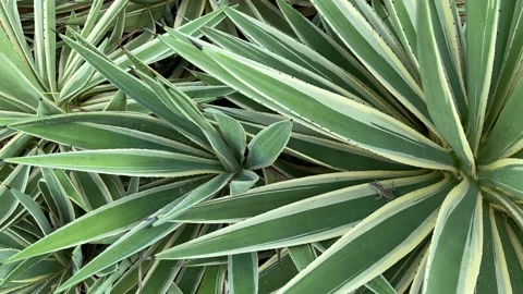 Agave plants with lizard between leaves. Tropical garden. Stock Footage 186688943