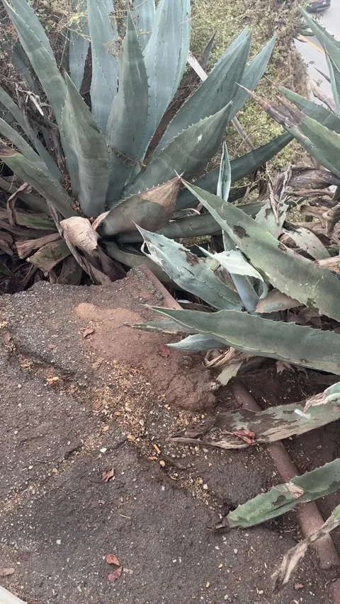 Agave plants over bare soil on a coastal bluff in Santa Monica Stock Footage 345266055