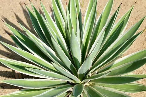 Agave Plants Stock Photos
