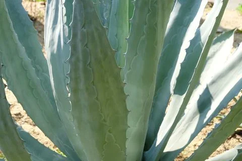 Agave Plants Stock Photos