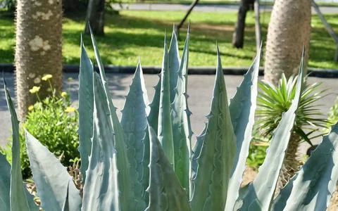 Agave Plants Stock Photos