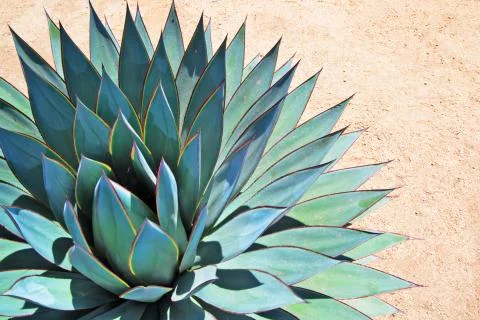 Agave portrait Stock Photos