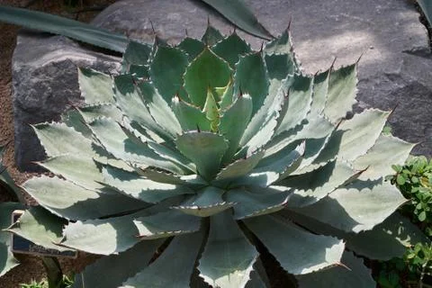 Agave potatorum Stock Photos