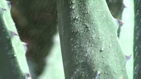 Agave in the rain V2 - HD  Stock Footage 364000