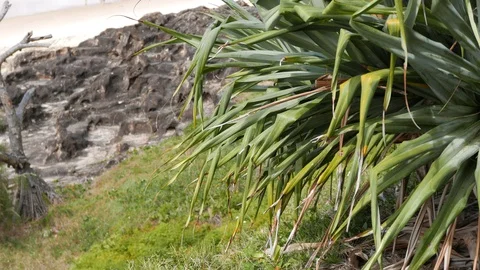 Agave on a rocky beach Stock Footage 98413062