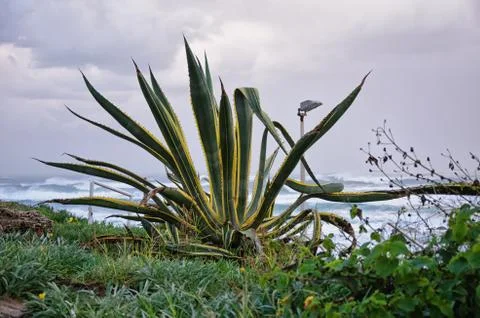 Agave at a seaside Фото