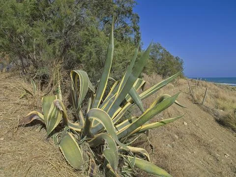 Agave in Sicily Stock Photos