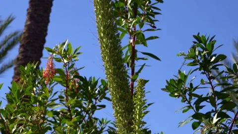 Agave sprout in nature Stock-Footage 197080765