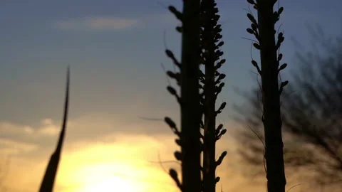 Agave sprout sunset Stock Footage 197203342
