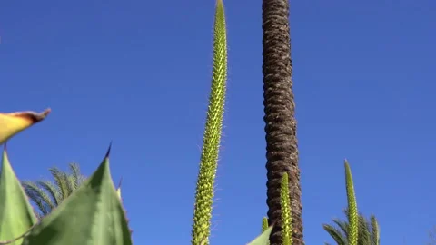 Agave sprouts and agave leaf nature Stock Footage 197198872