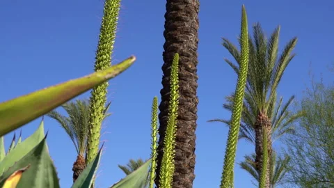 Agave sprouts  Stock-Footage 197097868