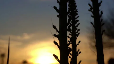 Agave Sprouts sunset Stock-Footage 197205993