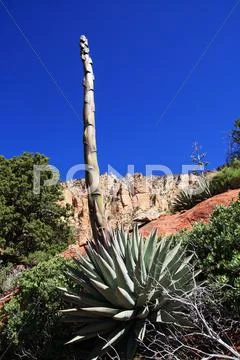 Agave stalk Stock Photos