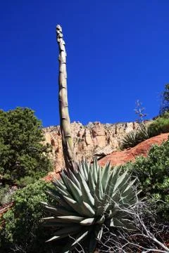 Agave stalk Stock Photos