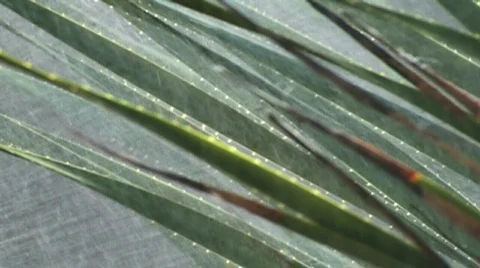 Agave in a storm- HD  Stock Footage 363972