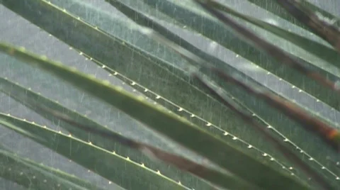 Agave in a storm V2 - HD  Stock Footage 363988