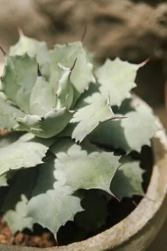 Agave succulent in a pot close up Stock Photos