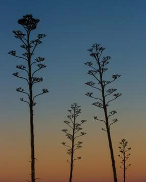 Agave sunset 写真素材