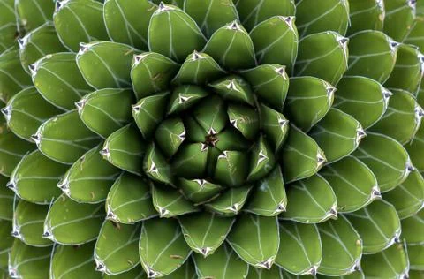 Agave top view with patterns and texture with green color and eye effect Фото