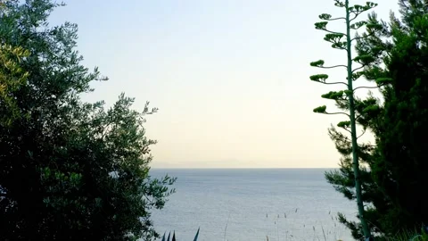 Agave tree and agave cactus. Stock Footage 158492460