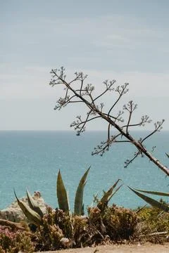 Agave tree with ocean in the background, Stock Photos