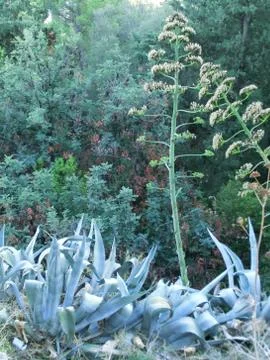 Agave Trees Stock Photos