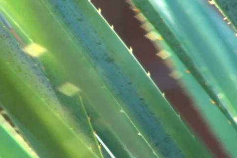 Agave V2 - NTSC Stock Footage 681260