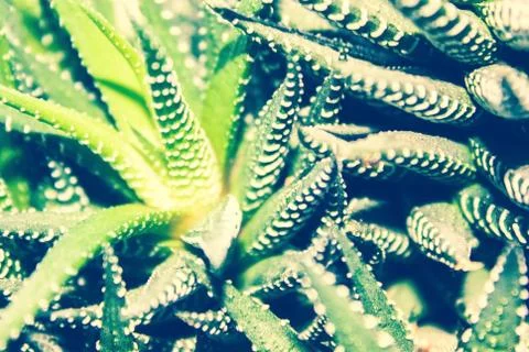 Agave, vegetative background. Stock Photos