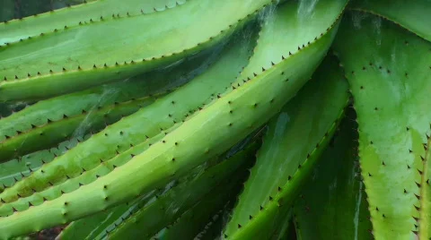 Agave water slide Stock Footage