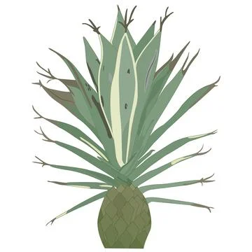 Agave yutskaya Stock Illustration