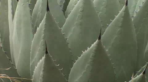 Agave - zoom out Stock-Footage 55064739