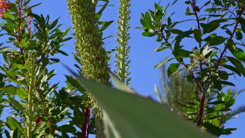 Agave01125100 Stock-Footage 197081146