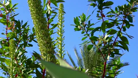 Agave01126814 Stock-Footage 197081311